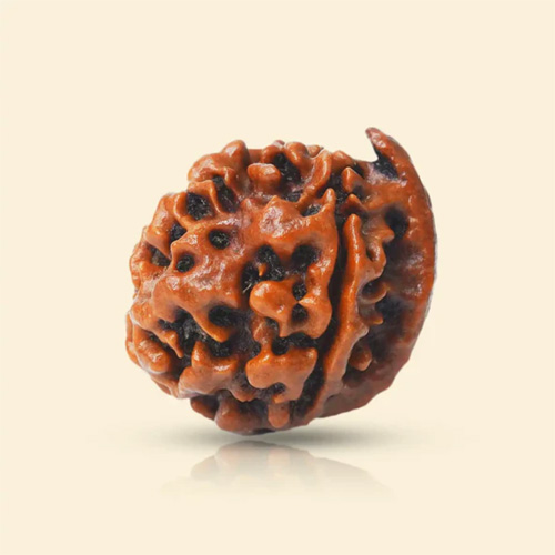 product-16 Ganesh Mukhi Rudraksha - Image 1