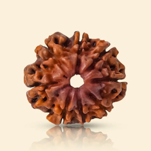 product-17 8 Mukhi Rudraksha - Image 1