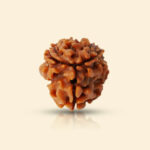3 Mukhi Rudraksha