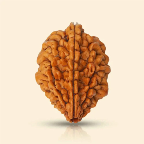 product-20 2 Mukhi Rudraksha - Image 1