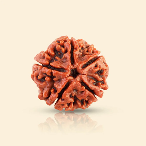 product-24 5 Mukhi Rudraksha - Image 1